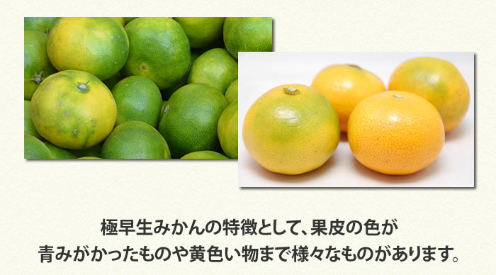 お気に入り】 みかん 送料無料 訳あり 1.5kg 熊本県産 蜜柑 ミカン 柑橘 フルーツ 2セット購入で1セット 3セット購入で3セットおまけ 極早生は果皮が緑  top-mineral.co.il