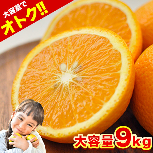 楽天市場】【2セット購入でおまけ増量】スイートスプリング 1.5kg 2