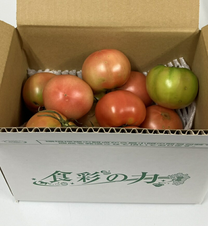 楽天市場】熊本県産 トマト 等級A・L〜2Lサイズ（16〜20玉入