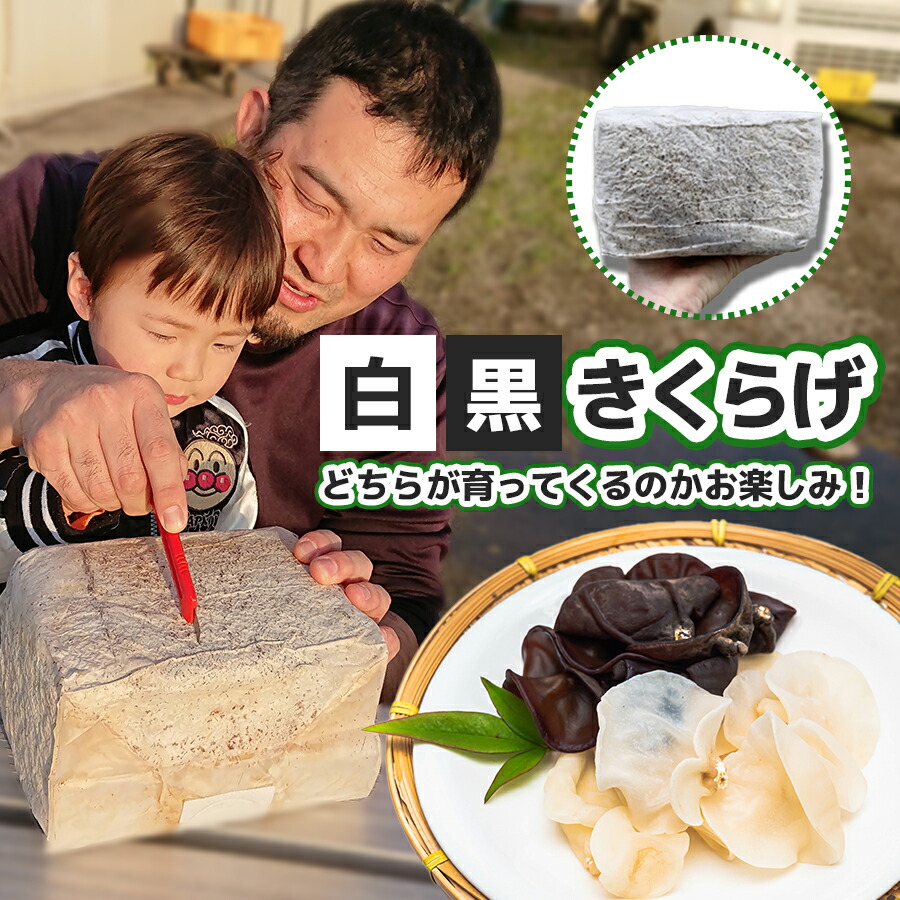 楽天市場】 国産 きのこ廃菌床6個 菌床マット 昆虫マット 桐生