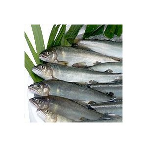 天然鮎 1ｋｇ【冷凍】 球磨川 川辺川 産