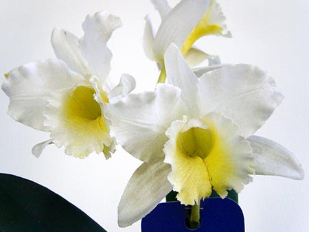 最高のカトレア 白 最高の花の画像