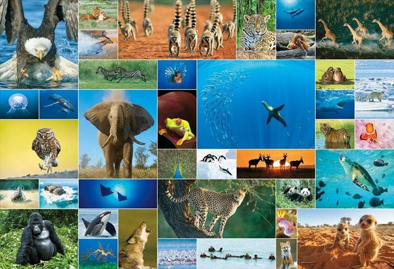 1000ピースジグソーパズル Life of Animal ビバリー 31-504 (49&times;72cm)｜組絵門（くみえもん）