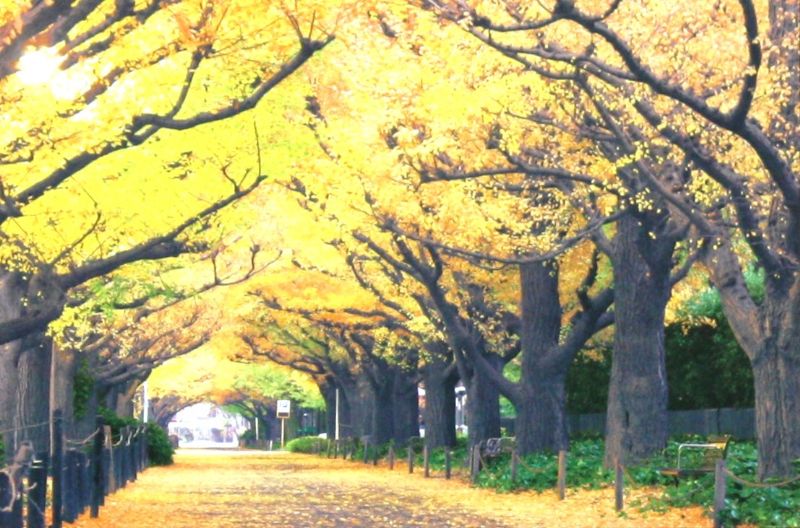 1000ピースジグソーパズル 黄金色の散歩道-東京 《廃番商品》 エポック社 10-734 (50×75cm)