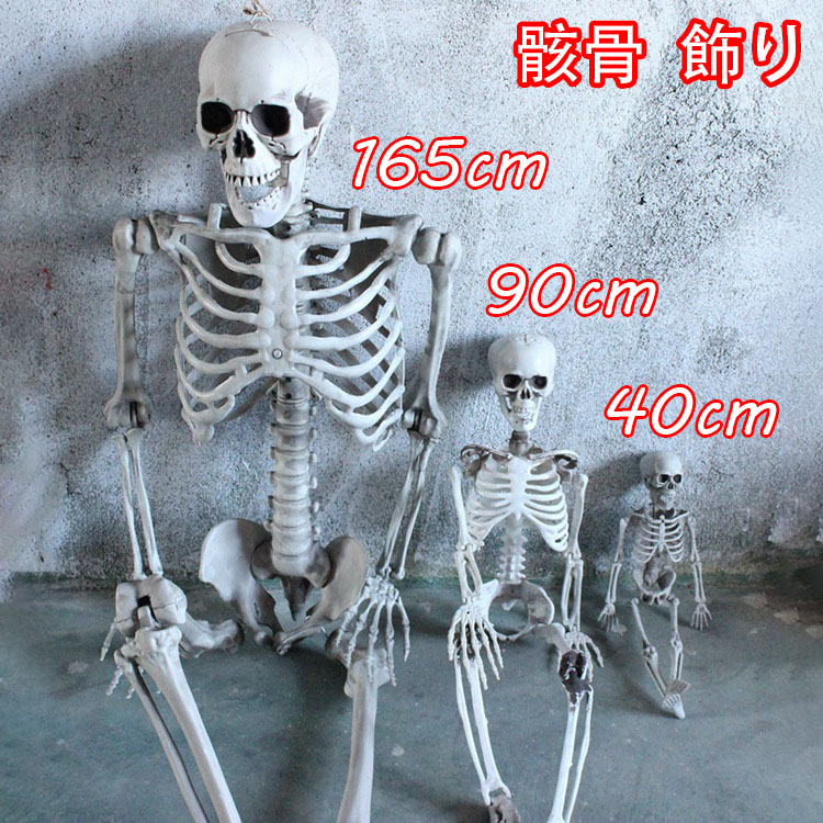 楽天市場】最安値挑戦／ディスプレイガイコツ 【170cm】 スケルトン