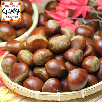 愛媛いよかん 訳ありポンカン 予約品 9月下旬より順次発送 送料無料 クール便 栗 稀少品 愛媛特産 銀寄栗 大粒3lサイズ5キロ生栗 銀寄3l5 マロングラッセ モンブラン 栗菓子 栗ごはん 栗おこわ 栗ようかん 栗きんとん 焼き栗 蒸し栗 甘栗 甘露煮