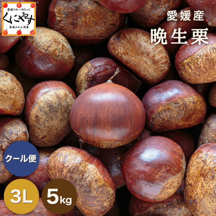 ★シーズン最後の 栗 ★【厳選品】【送料無料】【ギフト】【産地直送】愛媛産 晩生 栗 3L以上 5キロ「愛媛晩生栗3L5」見た目綺麗 贈答OK 国産 生栗 くり 渋皮煮 和栗