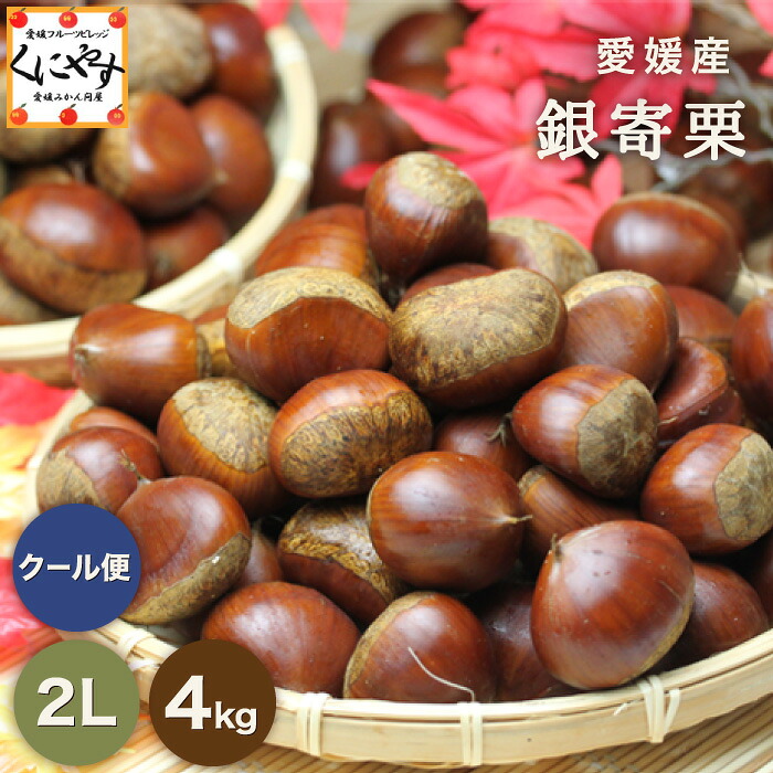 ★秋の味覚 栗 の王様! 渋皮煮 にこちらがオススメ!★【送料無料】【ギフト】【産地直送】【厳選品】愛媛産 銀寄栗 2Lサイズ 4キロ「銀寄栗2L4」見た目綺麗 贈答OK 国産 生栗 くり 和栗