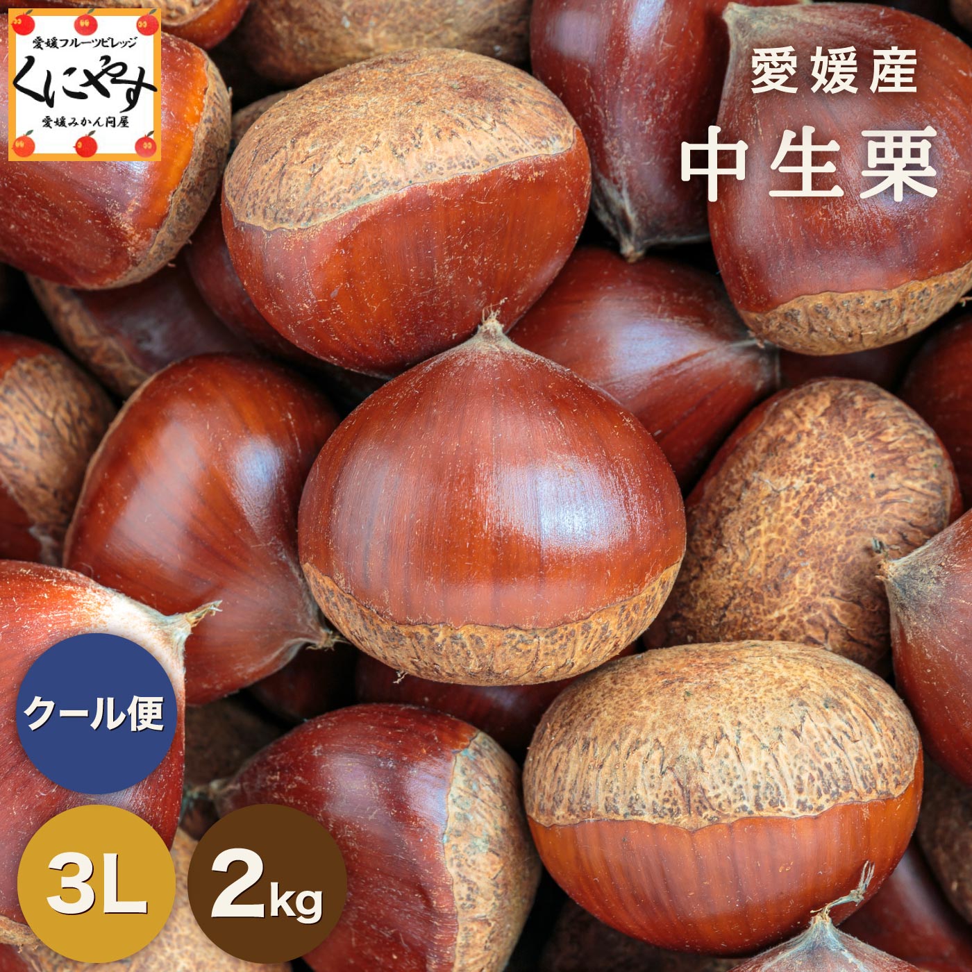 ★1つ1つ手選別した 旬の 栗 ★【送料無料】【ギフト】【産地直送】【厳選品】愛媛産 中生栗 3L以上2キロ「愛媛中生栗3L2」 見た目綺麗！贈答OK 国産 生栗 くり 和栗 栗ごはん 渋皮煮