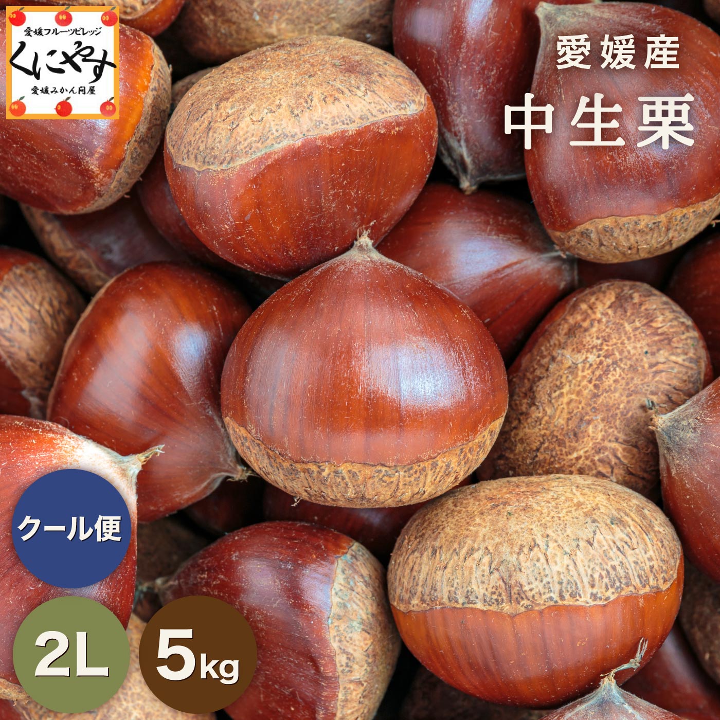 ★1つ1つ手選別した 旬の 栗 ★【送料無料】【ギフト】【産地直送】【厳選品】愛媛産 中生栗 2Lサイズ5キロ「愛媛中生栗2L5」見た目綺麗 贈答OK 国産 生栗 くり 和栗 栗ごはん 渋皮煮