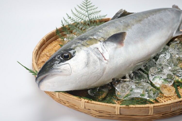 ヒラマサ 養殖ヒラマサ ヒラマサロイン ヒラマサ刺身お刺身 皮なし 産地直送 刺身用 送料無料