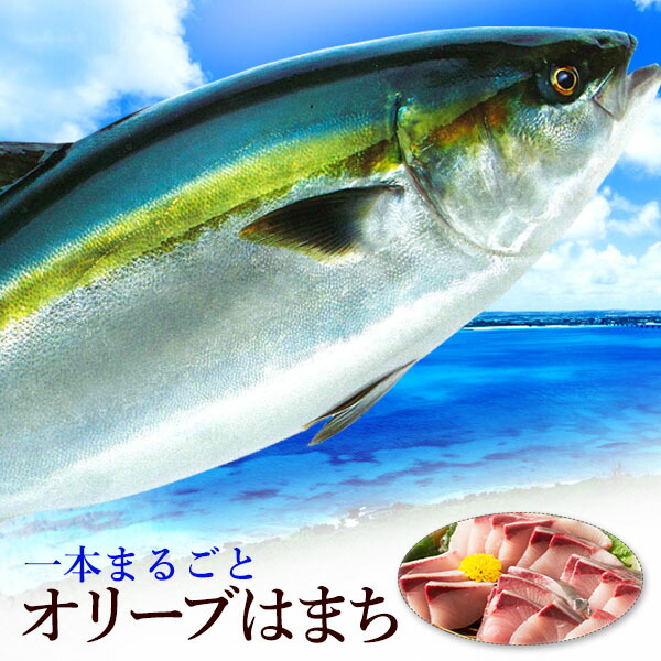 楽天市場】はまち ハマチ 厳選！活け〆オリーブハマチ約5キロ