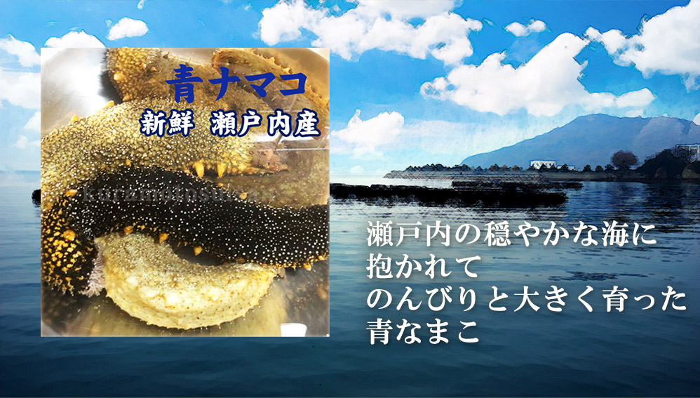 楽天市場 ナマコ 青なまこ 8 10人前 1kg 4 7個 送料無料 業務用 香川県産ナマコ 青ナマコ ご注文後 水揚げ次第発送 なまこ このわた なまこ酢 海鼠 瀬戸内漁師の海鮮問屋