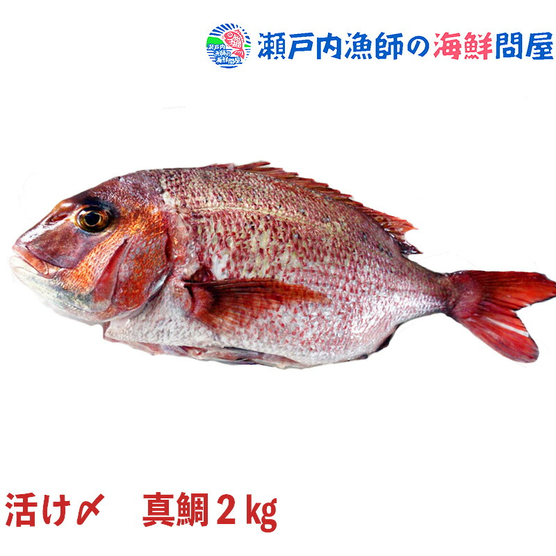 鯛 タイ たい 真鯛 たい タイ 活け〆の真鯛を丸ごとお届け！ 2kg前後（原体サイズ） ◆愛媛を筆頭にプロが選ぶ良品の鯛をお届け！（養殖：冷蔵便でお届け）お祝い鯛 お食い初め お食い初め鯛 【送料無料】