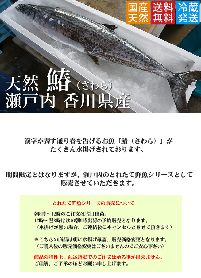 楽天市場 鰆 さわら 瀬戸内 香川県産 天然 鰆を一本丸ごと 3枚おろし可 直送します 約3kサイズ 原体 鮮魚 サワラ の水揚げが有り次第の限定商品となります 旬 おすすめ ごはんのお供 西京焼き お茶漬け お弁当 味噌漬け 粕漬け 天ぷら等 送料無料 瀬戸内