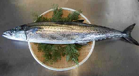 楽天市場 鰆 さわら 瀬戸内 香川県産 天然 鰆を一本丸ごと 3枚おろし可 直送します 約3kサイズ 原体 鮮魚 サワラ の水揚げが有り次第の限定商品となります 旬 おすすめ ごはんのお供 西京焼き お茶漬け お弁当 味噌漬け 粕漬け 天ぷら等 送料無料 瀬戸内