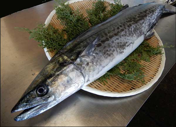 楽天市場 鰆 さわら 瀬戸内 香川県産 天然 鰆を一本丸ごと 3枚おろし可 直送します 約3kサイズ 原体 鮮魚 サワラ の水揚げが有り次第の限定商品となります 旬 おすすめ ごはんのお供 西京焼き お茶漬け お弁当 味噌漬け 粕漬け 天ぷら等 送料無料 瀬戸内
