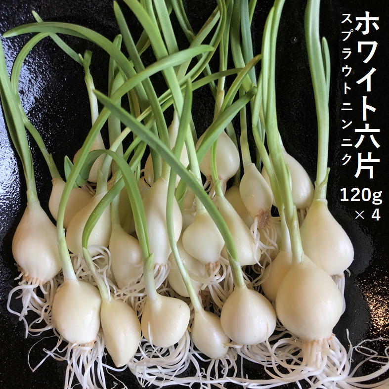 スプラウトニンニク 国産 ホワイト６片 170ｇ×4セット すぷらうと 発芽 にんにく ガーリック 芽も根も全部食べられる 臭いが残らない
