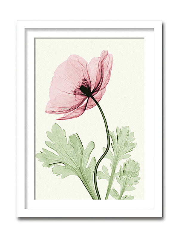 「Iceland Poppy2」【X-ray Photograph】Steven N.Meyers（エックスレイ　フォトグラフ　インテリアアートフレーム）［絵画通販］【絵のある暮らし】【壁掛けフックつき】