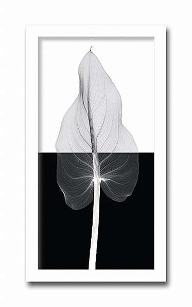 【楽天市場】「Calla Leaf2」【X-ray Photograph】Steven N.Meyers（エックスレイ フォトグラフ