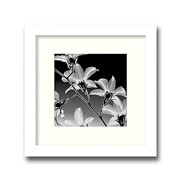 「Orchid Denrobium」【X-ray Photograph】Steven N.Meyers（エックスレイ　フォトグラフ　インテリアアートフレーム）［絵画通販］【絵のある暮らし】【壁掛けフックつき】｜絵のある暮らし【絵画販売専門店】