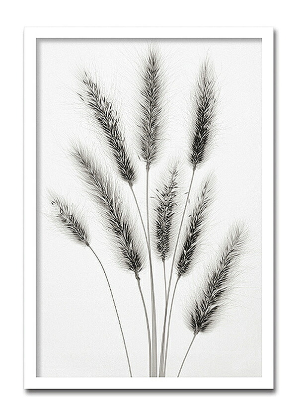 「Hare's Tail」【X-ray Photograph】Steven N.Meyers（エックスレイ　フォトグラフ　インテリアアートフレーム）［絵画通販］【絵のある暮らし】【壁掛けフックつき｜絵のある暮らし【絵画販売専門店】