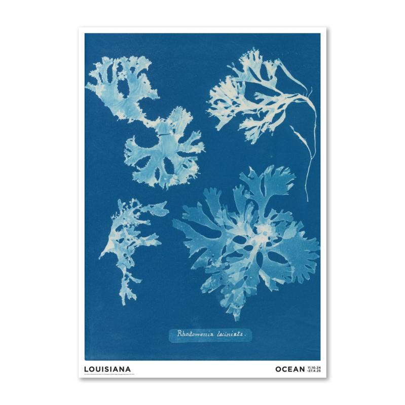 デンマーク ルイジアナ近代美術館 ポスター Anna Atkins ? Rhodomenia laciniata A2 42×59.4cm