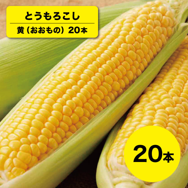【予約販売※8月下旬～9月中旬頃発送】<br>黄色 とうもろこし 20本 おおもの <br>北海道 産直 産地直送 とうもろこし トウモロコシ <br>スイートコーン コーン とうきび 野菜 新鮮野菜 <br>北の大地 北海道産 同梱不可