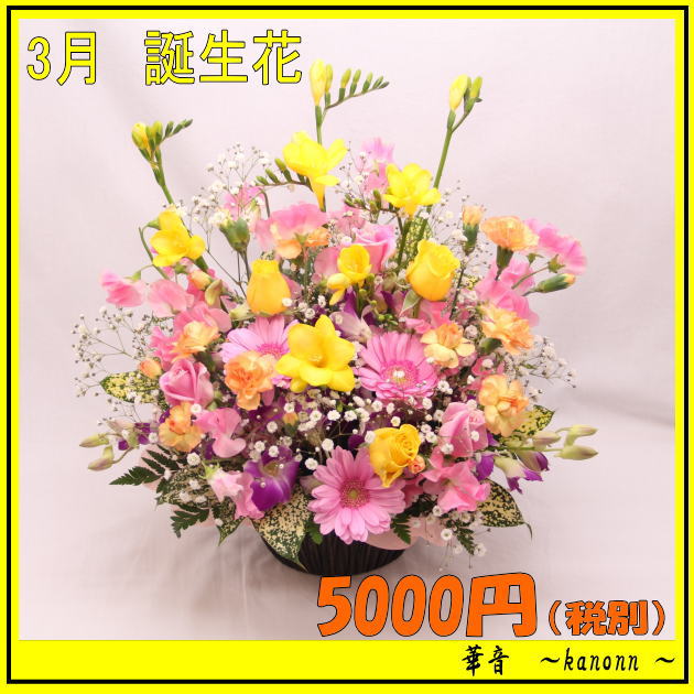 楽天市場 3月誕生花 フリージア スプリングアレンジ 誕生日 花 アレンジ フリージヤ 誕生花 送料無料 あす楽対応 フローリスト 華音