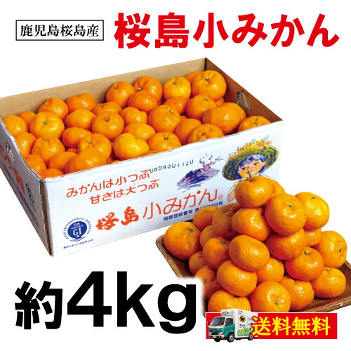 楽天市場 みかん 送料無料 桜島 小みかん 甘い 鹿児島 果汁 小粒 柑橘 桜島小みかん 黒かつ亭 鹿児島黒豚肉専門店 黒かつ亭