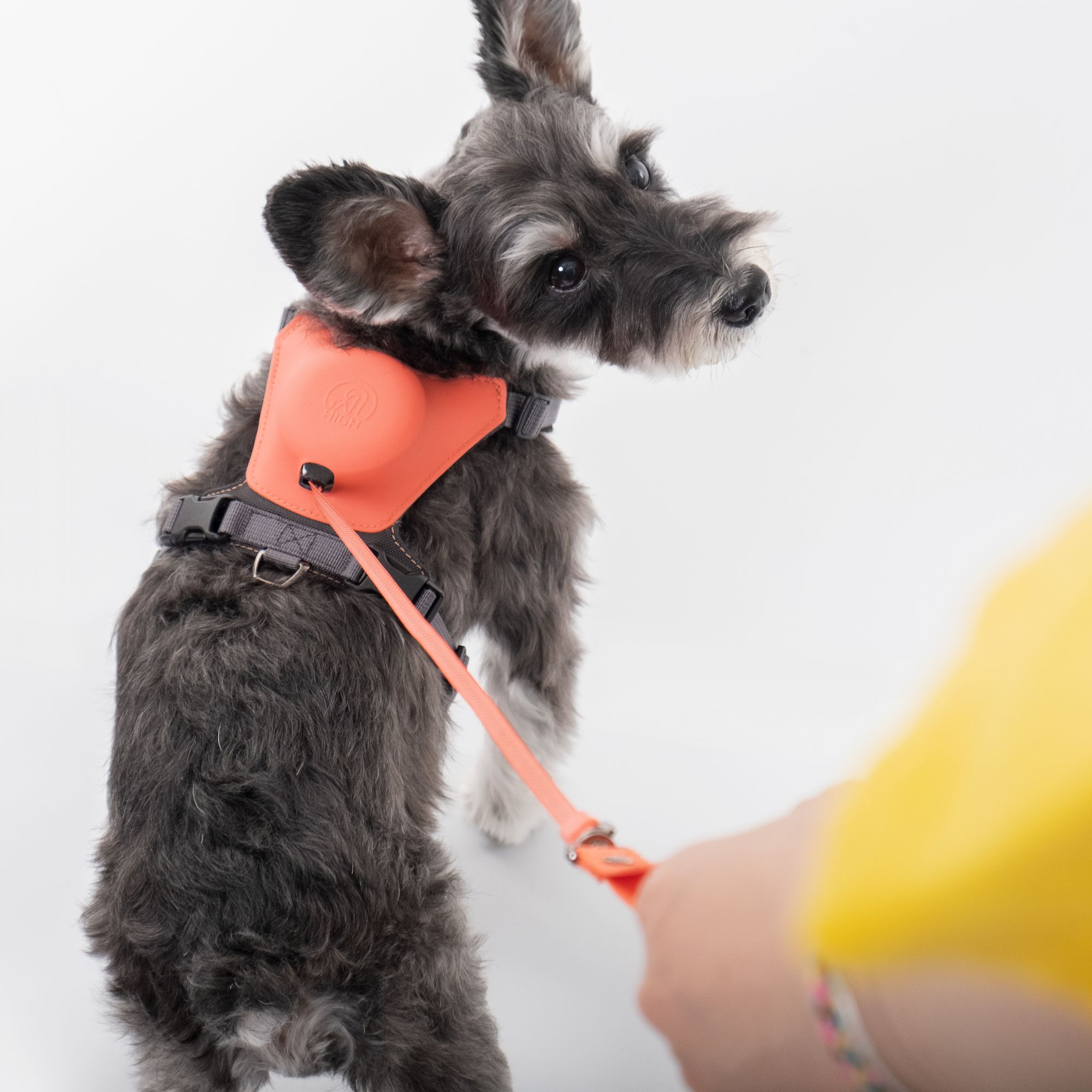 ハイブリッドハーネス犬用小型犬可愛い