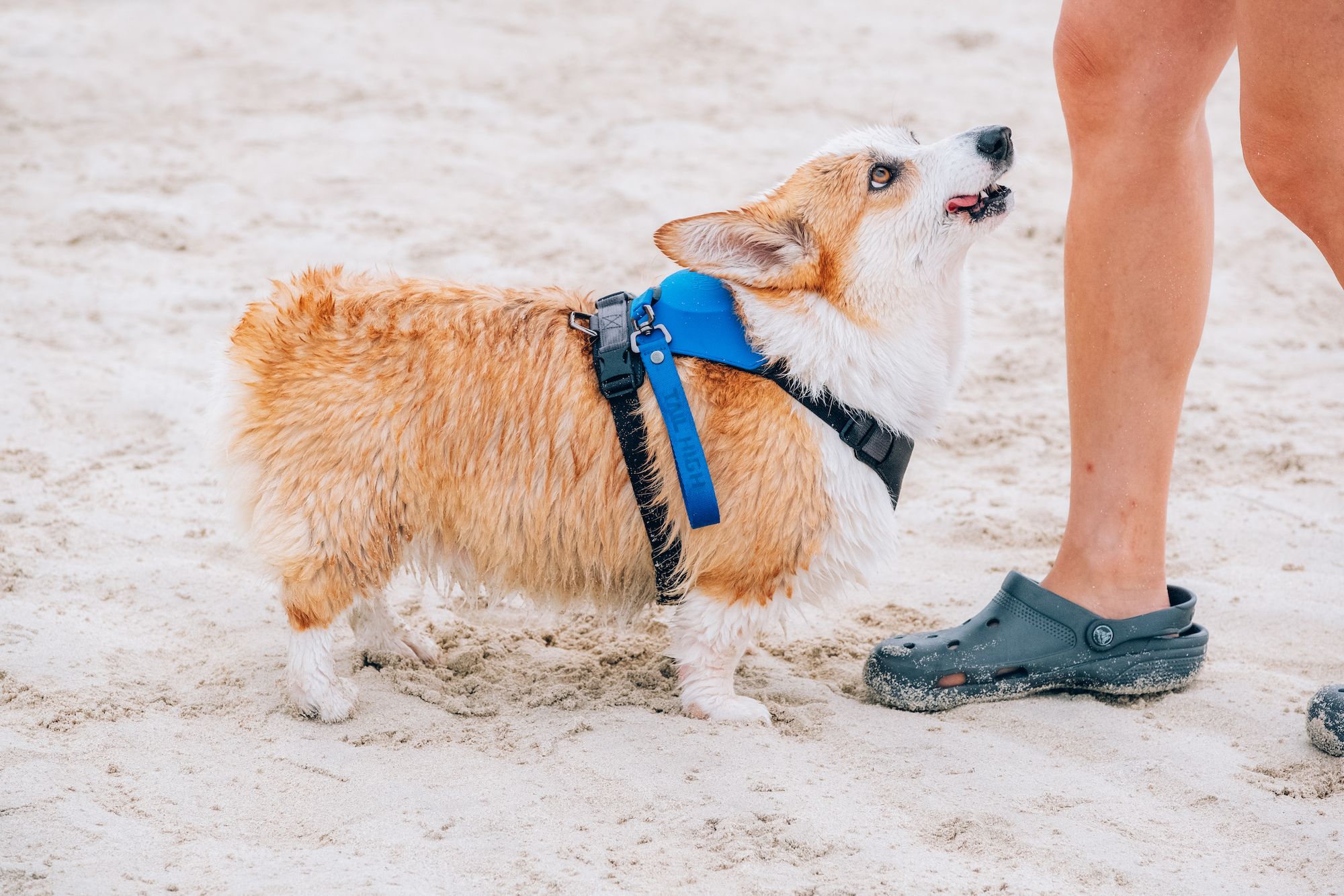海犬耐水ハーネス