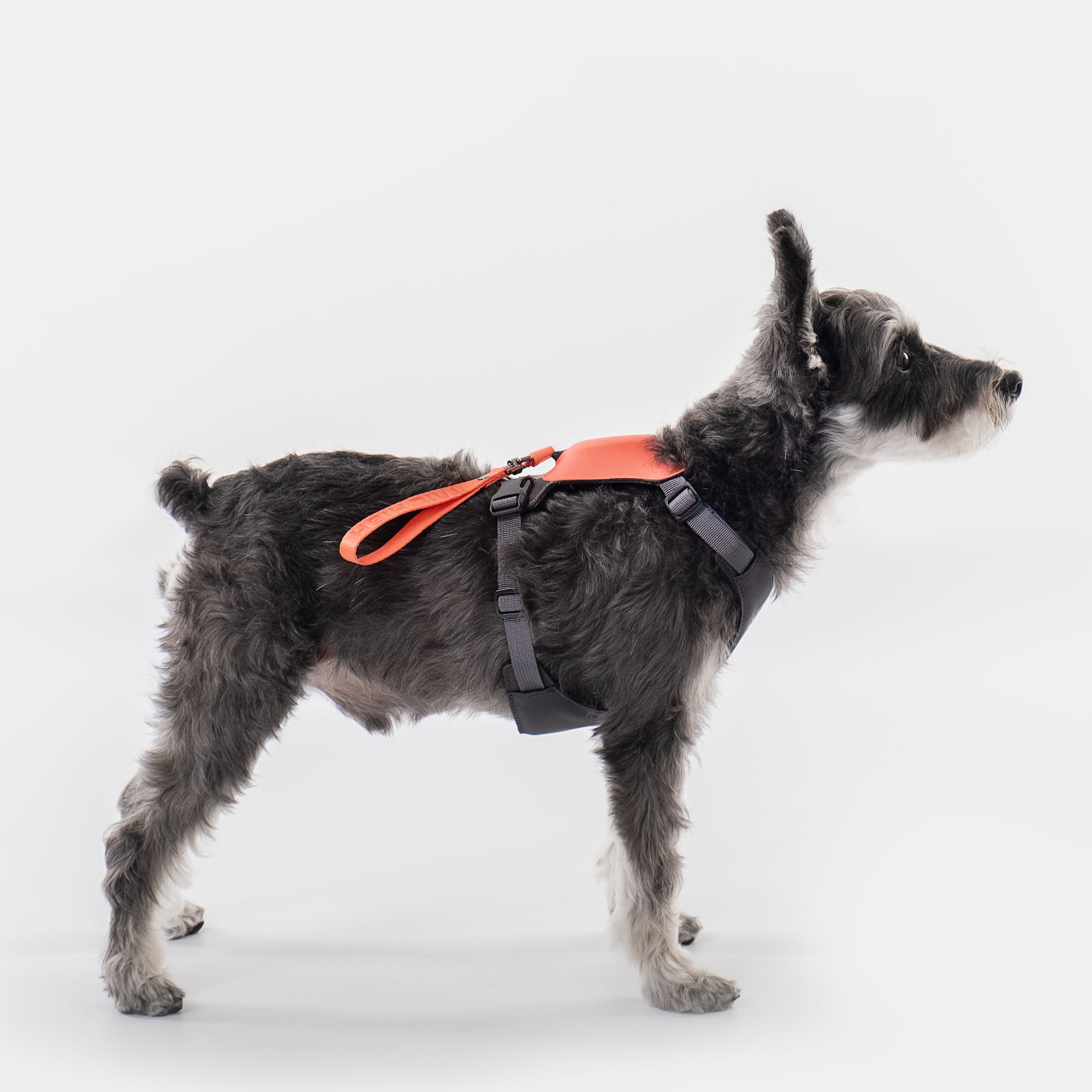 小型犬着用イメージハーネス