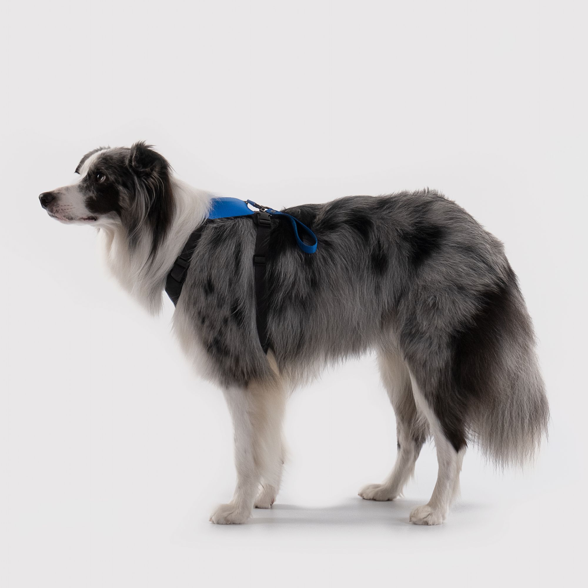 中型犬着用イメージハーネス
