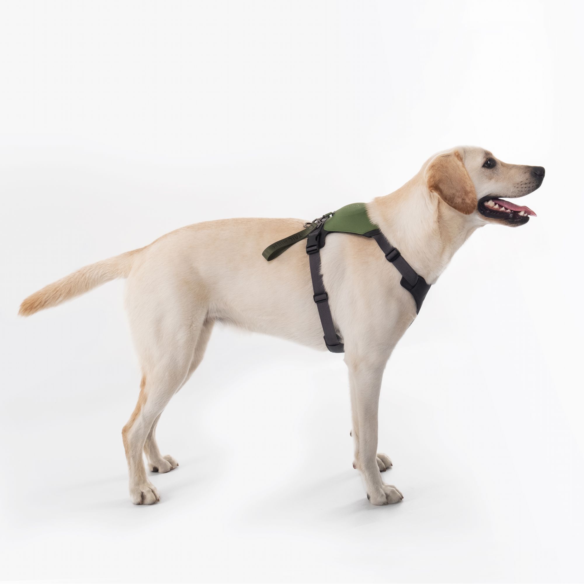 大型犬着用イメージハーネス