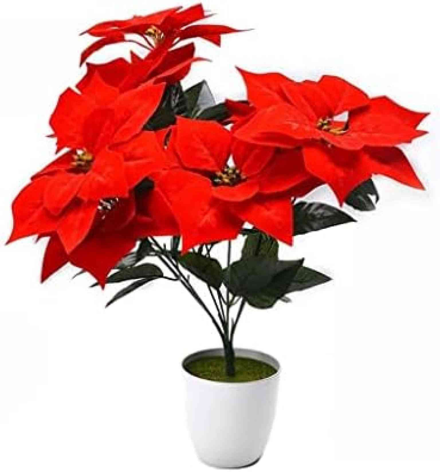 楽天市場】【6束セット】ポインセチアミックスバンチ レッドクリスマス