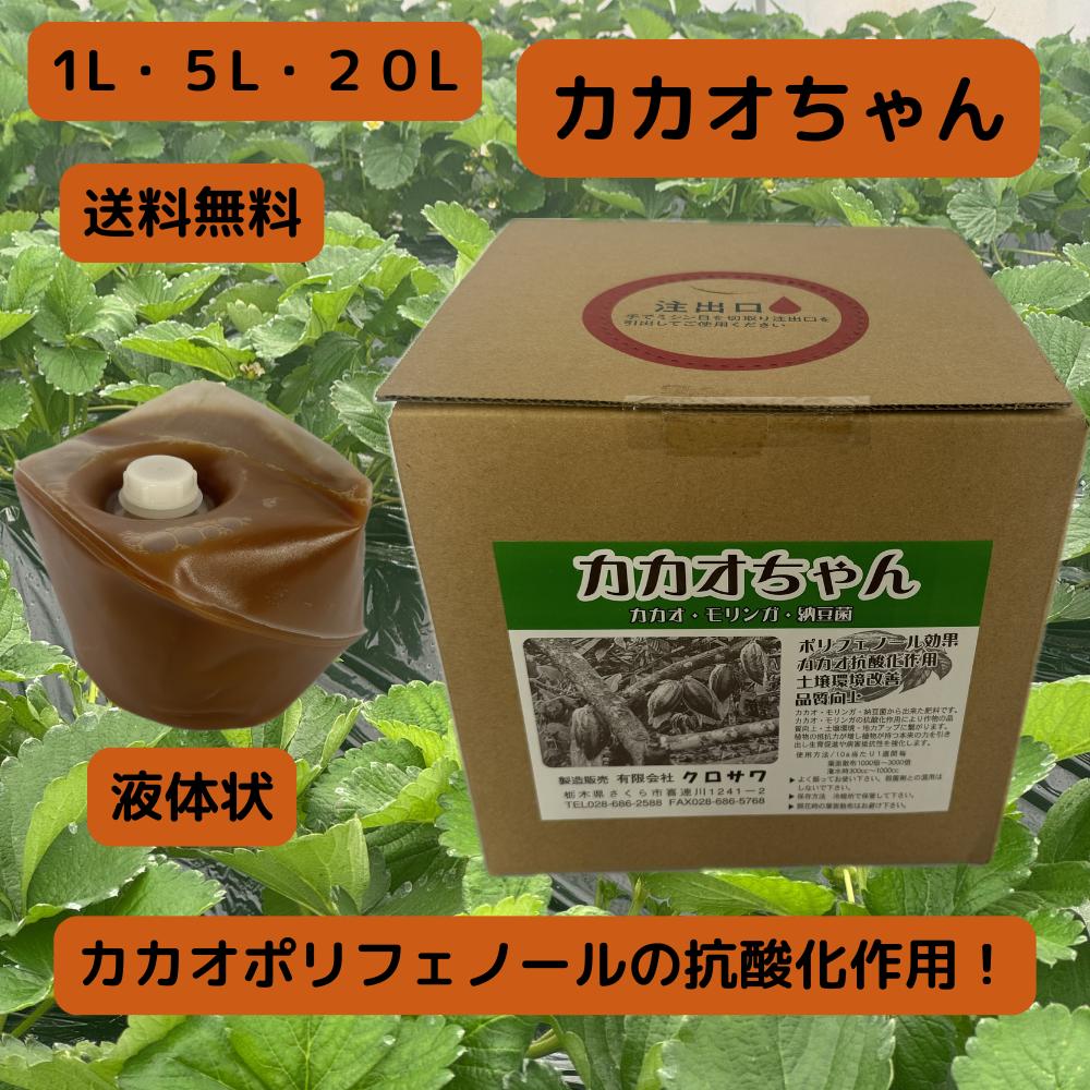 楽天市場】カカオ 【ナシオナル】 1年生実生苗 3号ポット : 苗木部