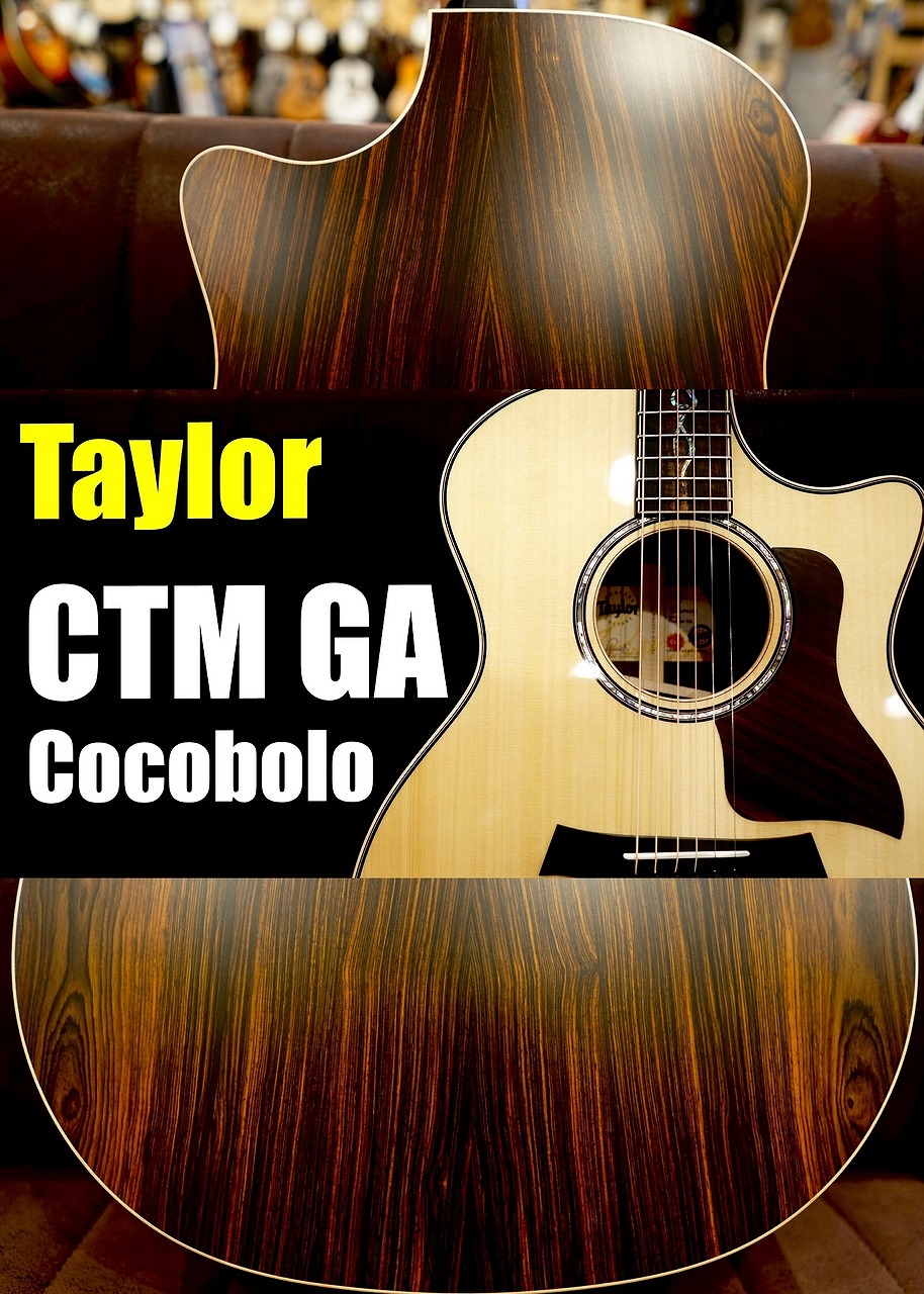 Taylor 【個体演奏動画あり】CTM GA -Cocobolo J-Spec【アンディ パワーズ選定木材杢目】【福岡ミーナ天神店】｜クロサワ楽器65周年記念SHOP