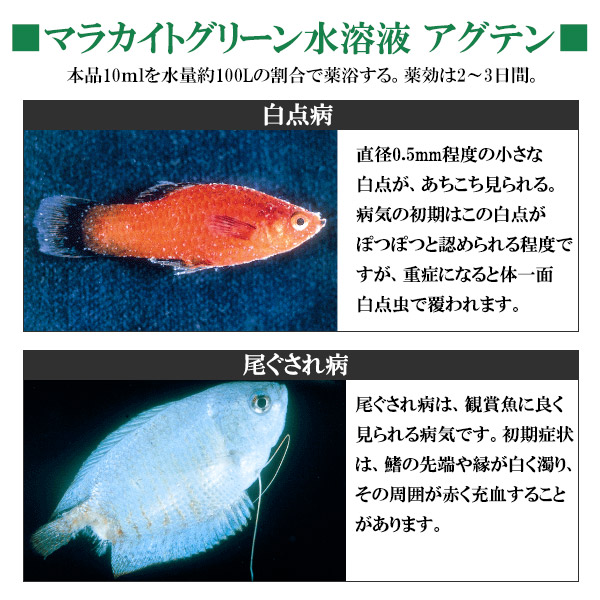 楽天市場 ニチドウ 観賞魚用 アグデン マラカイトグリーン水溶液 500ml 動物用医薬品 白点病 尾ぐされ病 水カビ病 細菌性感染症 日本動物薬品 魚用品 アクアリウム 観賞魚用品 水槽 同梱不可 ペッツビレッジクロス ペット通販