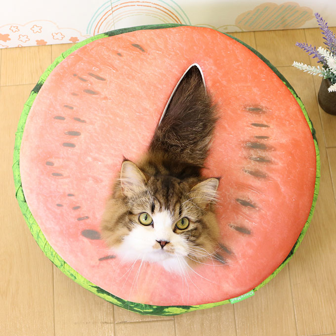 楽天市場 在庫一掃 アウトレットセール ドギーマンハヤシ スイカ な ベッド 猫 ひんやり用品 夏 暑さ 熱中症 対策 クール 接触 冷感 ベット ペット グッズ 用品 あす楽対応 ペッツビレッジクロス ペット通販