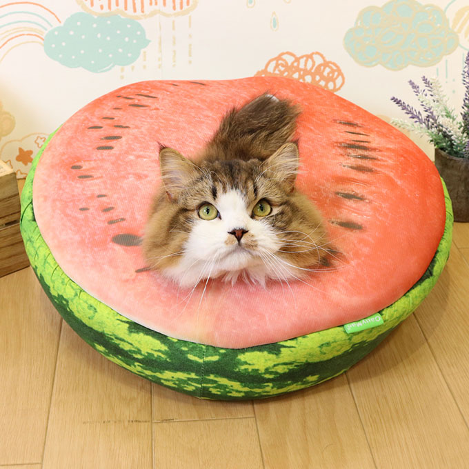 楽天市場 在庫一掃 アウトレットセール ドギーマンハヤシ スイカ な ベッド 猫 ひんやり用品 夏 暑さ 熱中症 対策 クール 接触 冷感 ベット ペット グッズ 用品 あす楽対応 ペッツビレッジクロス ペット通販