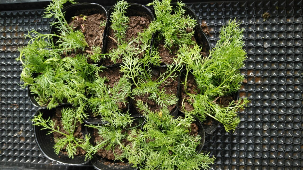 Kurumaya ヤロウ苗 栽培期間農薬不使用無化肥 400円 ピンク 長野県信濃町斑尾山のハーブ 赤 大自然の恵み