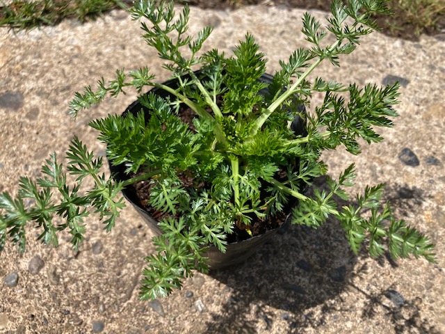 Kurumaya ヤロウ苗 栽培期間農薬不使用無化肥 ピンク 400円 長野県信濃町斑尾山のハーブ 大自然の恵み 赤