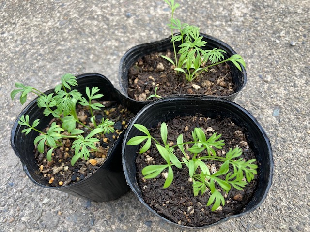 Kurumaya ヤロウ苗 栽培期間農薬不使用無化肥 ピンク 400円 長野県信濃町斑尾山のハーブ 大自然の恵み 赤