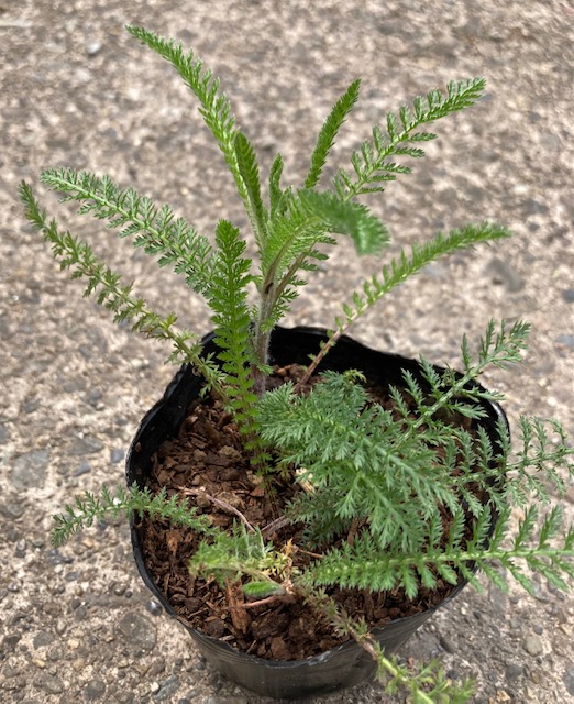 Kurumaya ヤロウ苗 栽培期間農薬不使用無化肥 ピンク 400円 長野県信濃町斑尾山のハーブ 大自然の恵み 赤