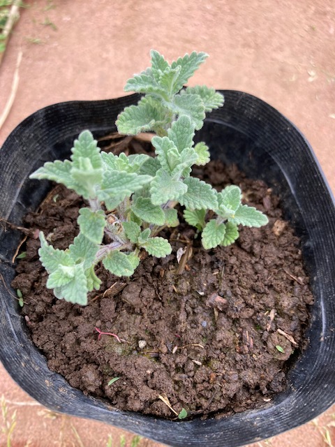 Kurumaya ヤロウ苗 栽培期間農薬不使用無化肥 400円 ピンク 長野県信濃町斑尾山のハーブ 赤 大自然の恵み