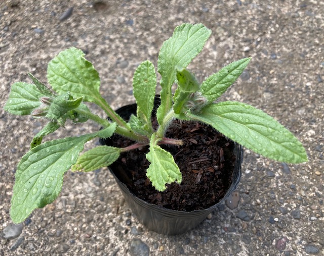 Kurumaya ヤロウ苗 栽培期間農薬不使用無化肥 400円 ピンク 長野県信濃町斑尾山のハーブ 赤 大自然の恵み