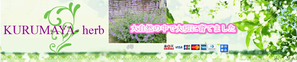 楽天市場 Kurumaya Herb イタリアンパセリ300ｇ 00 送料無料 長野県信濃町斑尾のハーブ 農薬不使用 香り豊か サラダ スープ イタリアン料理など様々なお料理に 豊富なb カロチン ビタミンk A C 鉄分 カリウム ミネラル豊富 ｋｕｒｕｍａｙａ ｈｅｒｂ