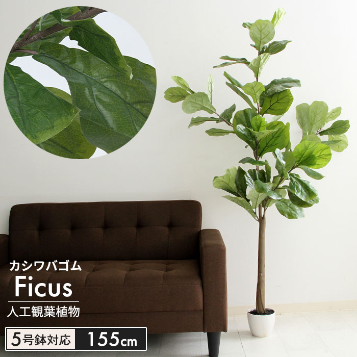 楽天市場 フェイクグリーン 人工 観葉植物 フィカス カシワゴム 高さ 155cm 5号鉢対応 人工 造花 カシワゴムの木 フェイク グリーン シンプル オフィス おしゃれ 観葉 植物 鉢植え インテリア 大型 高い 大きい 室内 鉢 お手入れ 不要 間仕切り 目隠し リビング クツログ