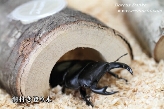 楽天市場】堅木・エサ皿 クワガタ カブトムシ 16g/1穴（トンネル型